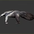 Realistic Anteater 3D Model Render With Detailed Fur And Claws
