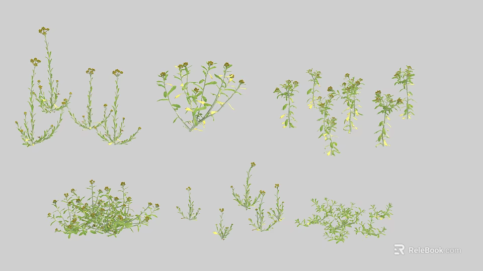 Various Green Leafy Plants With Yellow Blooms In Different Growth Forms 3d model 