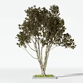 Arbor With Tall Trunks Lush Green Foliage And Natural Grass Base