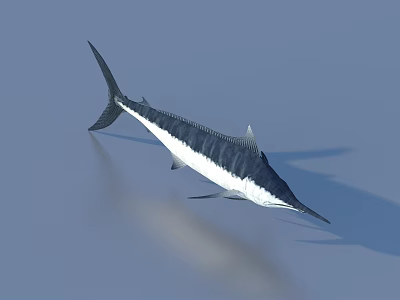 Aquatic Animal Swordfish With Slender Body Long Bill And Black White Coloration In Light Blue 3d model