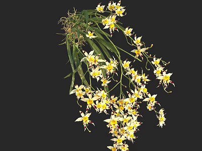 White And Yellow Flowers With Green Leaves Hanging Gracefully Against Black Background 3d model