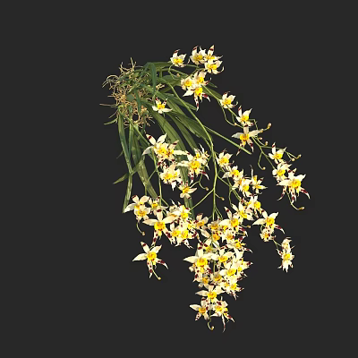 White And Yellow Flowers With Green Leaves Hanging Gracefully Against Black Background 3d model