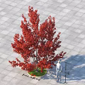 Tall Red Leaf Tree With Circular Green Area And 4.8m Height On Square Tiled Ground