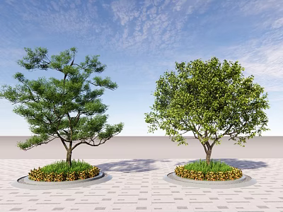 Two Lush Arbor Trees in Circular Planters on Paved Ground with Blue Sky 3d model