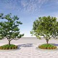 Two Lush Arbor Trees in Circular Planters on Paved Ground with Blue Sky