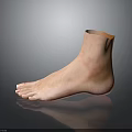 Realistic 3D Anatomical Model of Human Foot Organ Featuring Hair Details