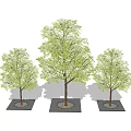 Arbor Collection With Different Sizes Lush Foliage Trunks And Square Bases