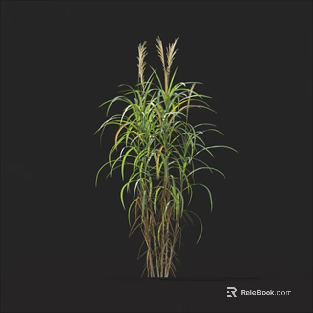 Ornamental Grass Plant With Long Slender Green Leaves And Brown Stems 3d model 