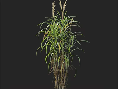 Ornamental Grass Plant With Long Slender Green Leaves And Brown Stems 3d model