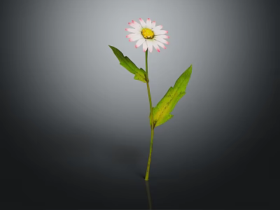 Daisy Plant With White Pink Rimmed Petals Green Stem And Leaves 3d model