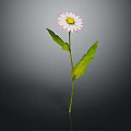 Daisy Plant With White Pink Rimmed Petals Green Stem And Leaves