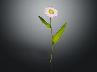 Daisy Plant With White Pink Rimmed Petals Green Stem And Leaves 3d model