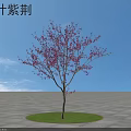 Beautiful Red Leaf Bauhinia Arbor with Purple Flowers on Circular Grass Lawn Under Blue Sky