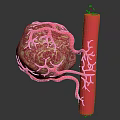 Detailed Human Organ Structure Featuring Hair Follicles And Blood Vessels