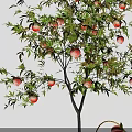 Peach Tree With Ripe Peaches Hanging And Basket Of Peaches On Green Grass