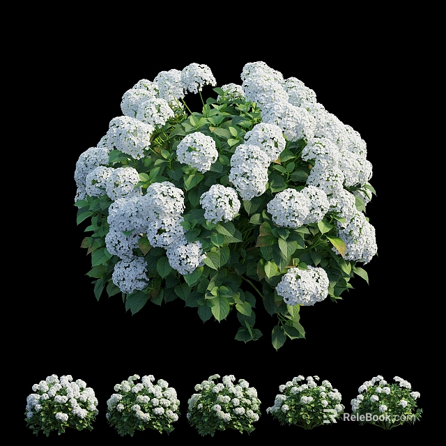 Fresh Blooming White Hydrangea Flowers With Green Leaves And Dense Clusters 3d model 