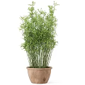 Lush Green Bamboo Bonsai Potted Plant With Slender Stems And Terracotta Pot