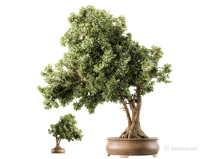 Small and Large Bonsai Plants with Lush Green Foliage and Exposed Roots in Ceramic Pots 3d model 