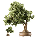 Small and Large Bonsai Plants with Lush Green Foliage and Exposed Roots in Ceramic Pots