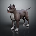 Brown and White Dog Standing on Dark Reflective Surface with Alert Expression 3d model