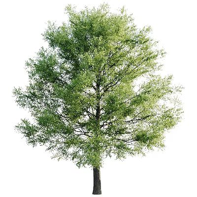 Lush Green Arbor With Dense Foliage Strong Trunk And Natural Canopy 3d model