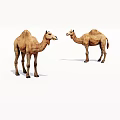 Two Realistic Brown Camels Standing Facing Each Other Against White Background 3d model