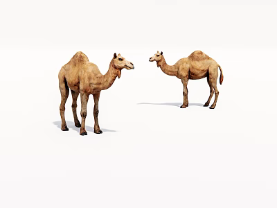 animal camel 3d model