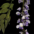 Wisteria Plant With Hanging Purple Flower Clusters And Green Leaves
