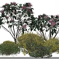 Colorful Garden Shrubs With Purple Flowers And Green Yellow Foliage Varieties
