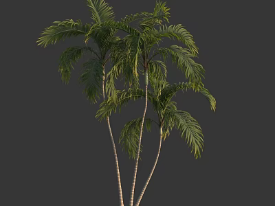 Natural Tropical Palm Trees With Three Trunks And Lush Green Fronds 3d model