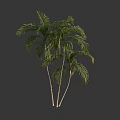 Natural Tropical Palm Trees With Three Trunks And Lush Green Fronds