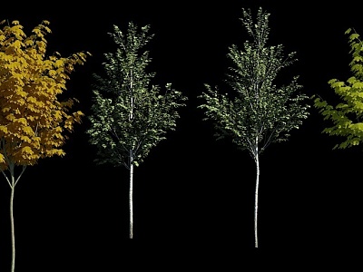 Tree Landscape Trees Tall Trees Tall Trees Landscape Plants Plant Trees Combination Flower Trees 3d model