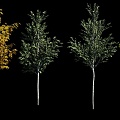 Tree Landscape Trees Tall Trees Tall Trees Landscape Plants Plant Trees Combination Flower Trees 3d model