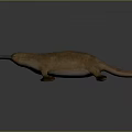 platypus red-tailed platypus leopard platypus 3d model