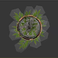 Potted Plant With Green Leaves In Terracotta Pot On Dark Background