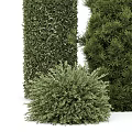 Green Plant Wall With Various Shaped Topiary Plants For Decorative Landscaping