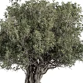 Majestic Tree With Twisted Trunk And Lush Green Foliage In Natural Environment