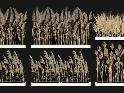 Modern Reed Wetland Landscape Plants Aquatic Plants Pampas Reed Miscanthus Grass Water Grass Dry Flowers Potted Ornamental Flowers Sketches 3d model