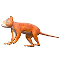 Orange Squirrel Like Animal Standing Posture With Long Tail On White Background