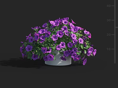 Lush Purple Petunias in White Pot with Vibrant Blooms and Green Foliage 3d model