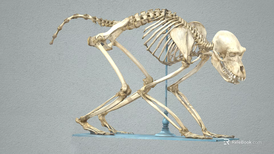 Monkey Skeleton Anatomical Model Display With Detailed Bone Structure And Stand 3d model 
