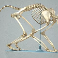 Monkey Skeleton Anatomical Model Display With Detailed Bone Structure And Stand 3d model