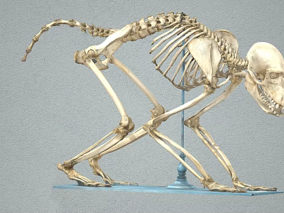 Monkey Skeleton Anatomical Model Display With Detailed Bone Structure And Stand 3d model