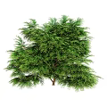 Vibrant Green Arbor Featuring Lush Dense Foliage and Sturdy Trunk Structure
