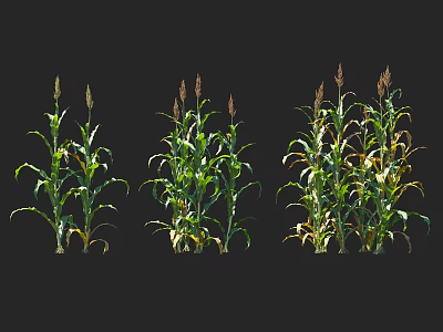 Three Healthy Corn Plants with Green Leaves and Tassels Against Black Background 3d model