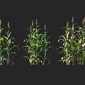Three Healthy Corn Plants with Green Leaves and Tassels Against Black Background
