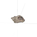 Detailed Natural Spiral Seashell With White Brown Texture On Gray Background