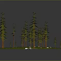 Round Green Platform with Lush Pine Trees and White Black Stones