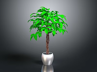 Indoor Green Leafy Plant with Lush Foliage and Brown Trunk in Shiny Silver Pot Against Grey Background 3d model