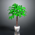Indoor Green Leafy Plant with Lush Foliage and Brown Trunk in Shiny Silver Pot Against Grey Background